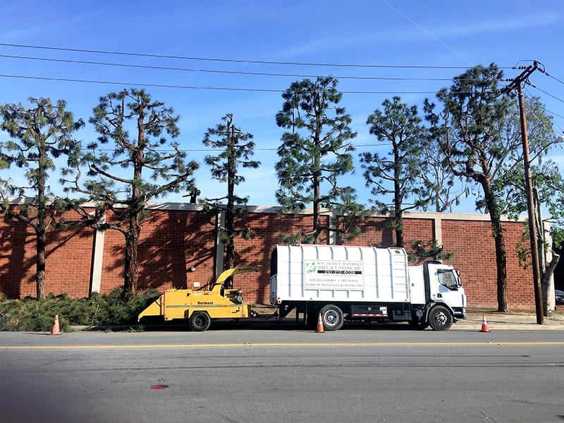 tree-service-3
