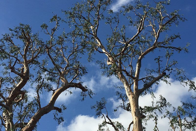tree service