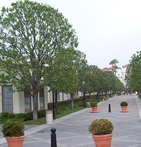 tree service